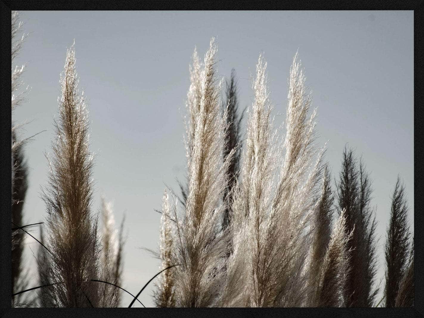 Pampas   Græs Plakat