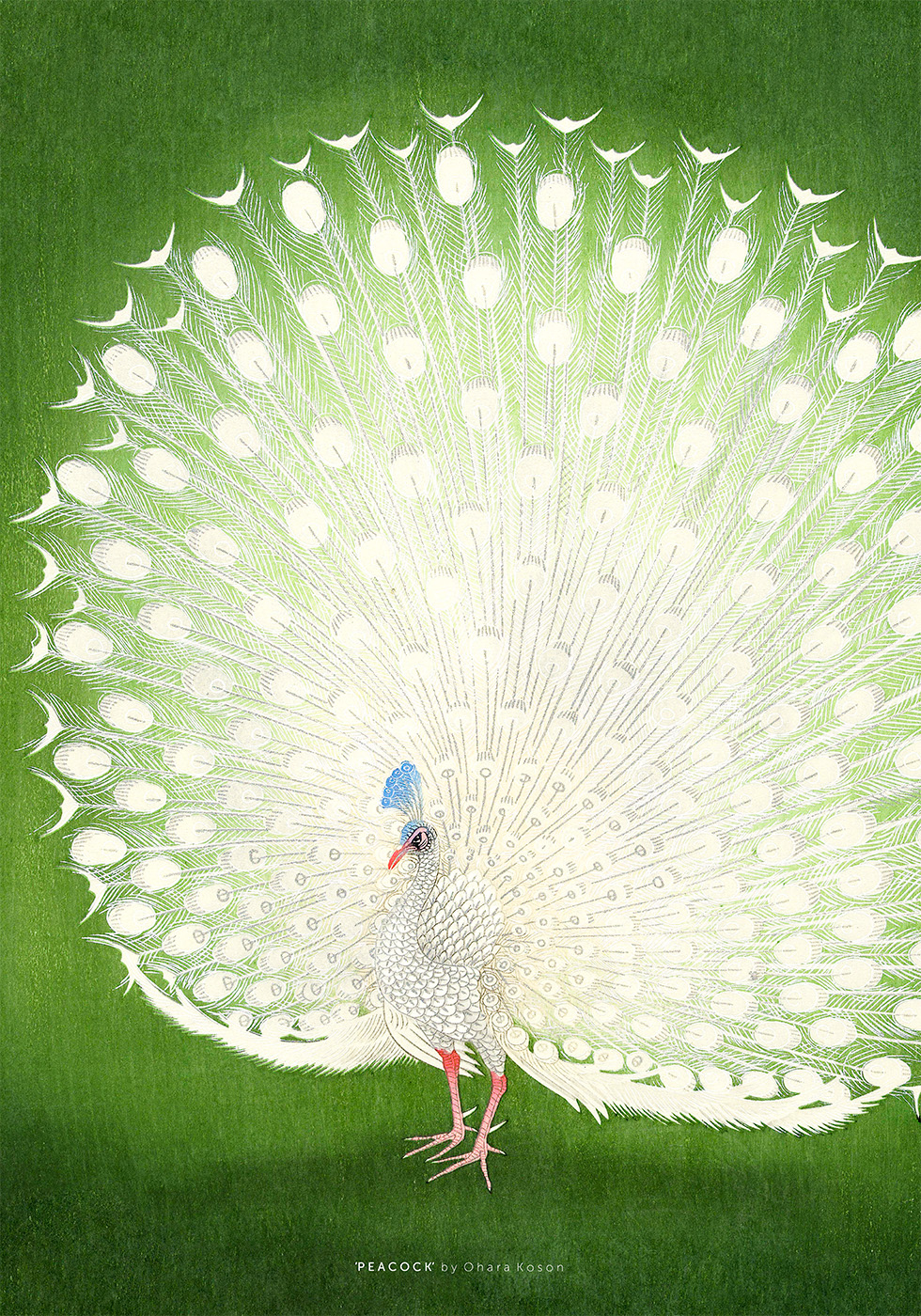 Peacock Af Plakatwerket