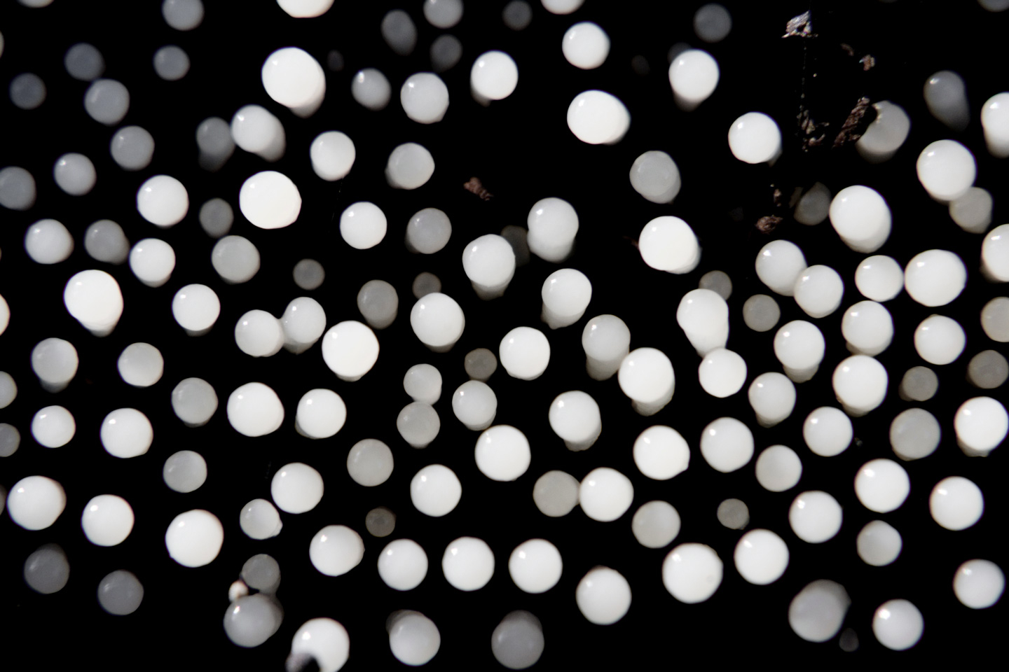 Petite Pattern Af Andreas Mørck