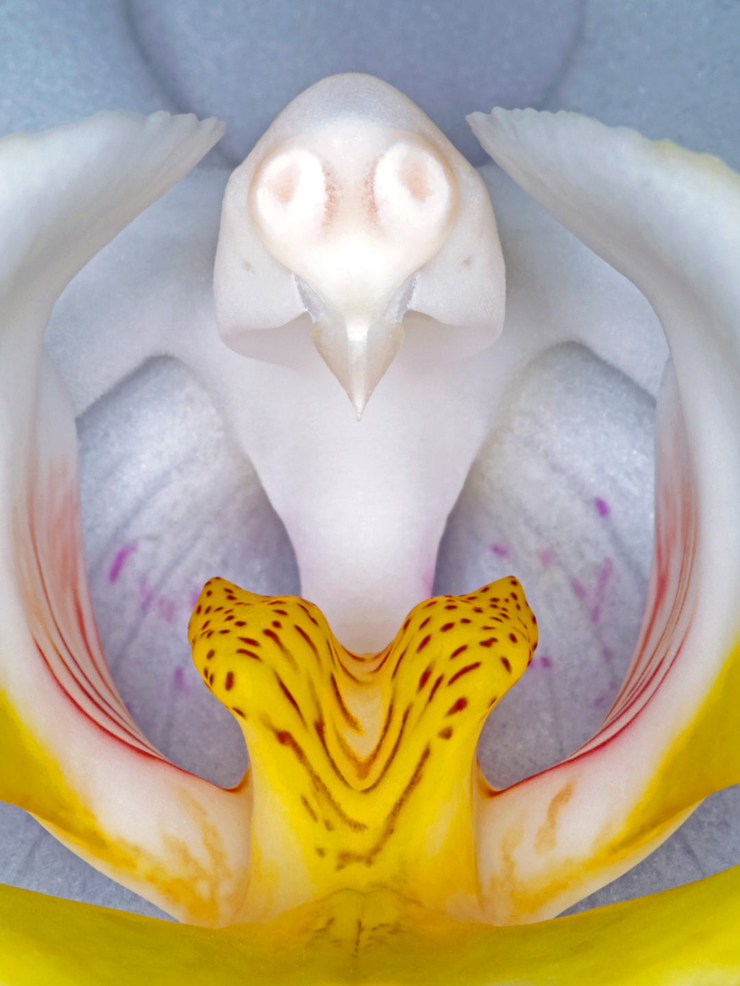 Phalanaeopsis   Af Pauline Snoeijs
