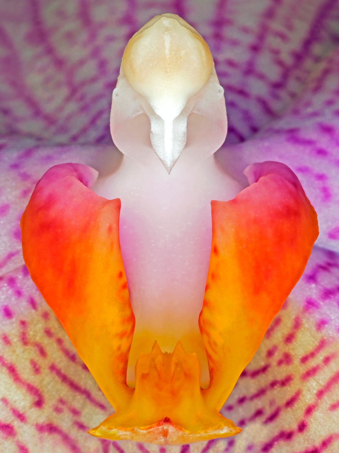 Phalanaeopsis   Af Pauline Snoeijs