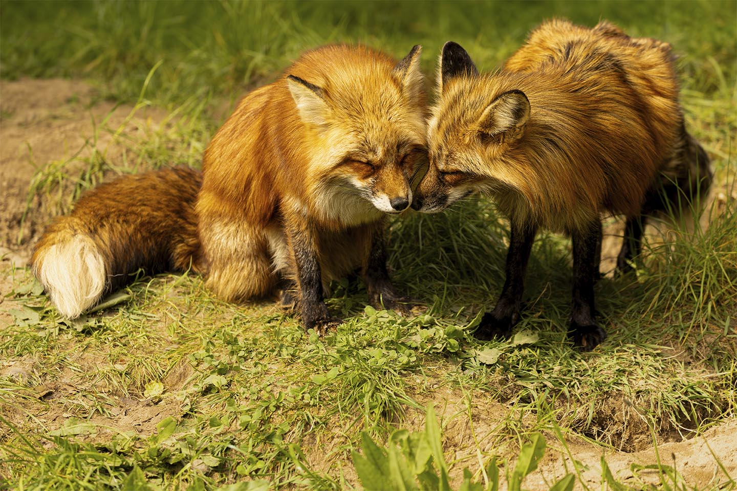 Ræve Pleje Af Msj Natur Foto