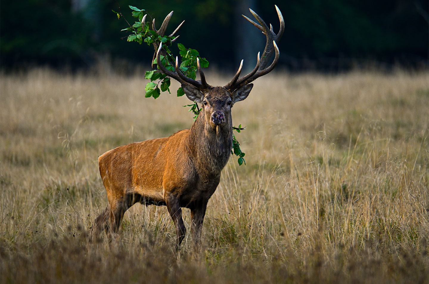 Red Deer Stag With Accessories Af Daniel Faisst