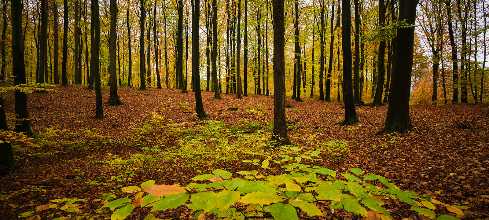 Road Of Leafs Af Jakob Evers
