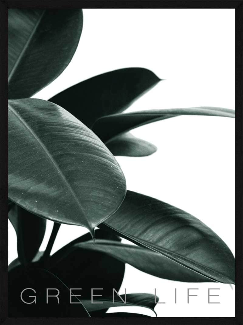 Rubber Plant Plakat