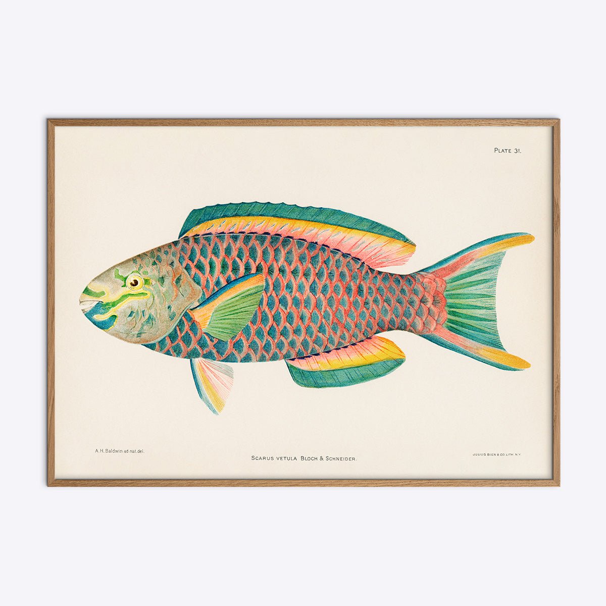 Scarus Vetula Papegøjefisk