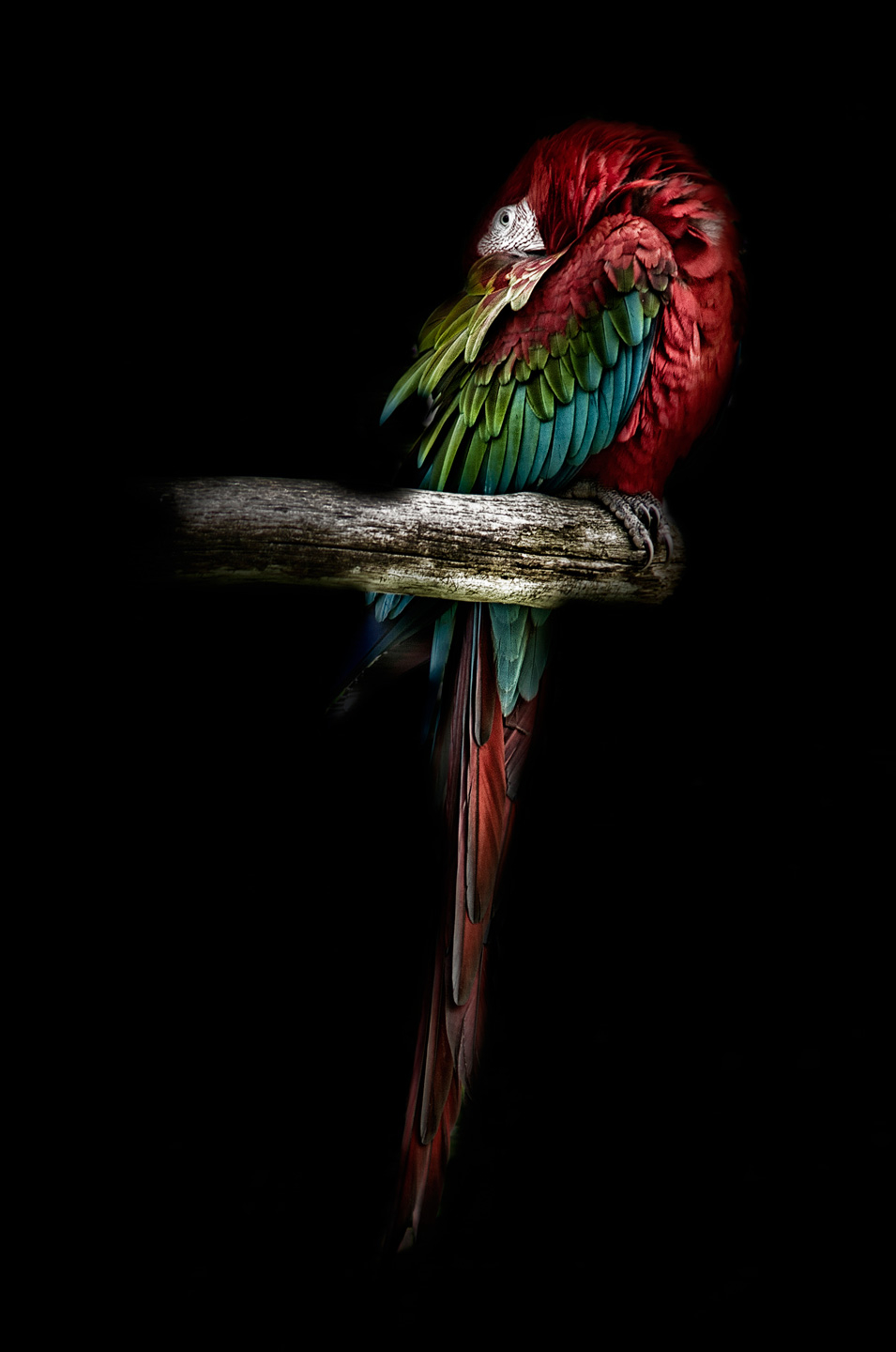 The Red Parrot Af Gustavo Orensztajn
