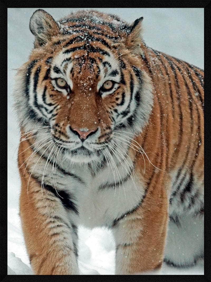 Tiger   Sneen Plakat