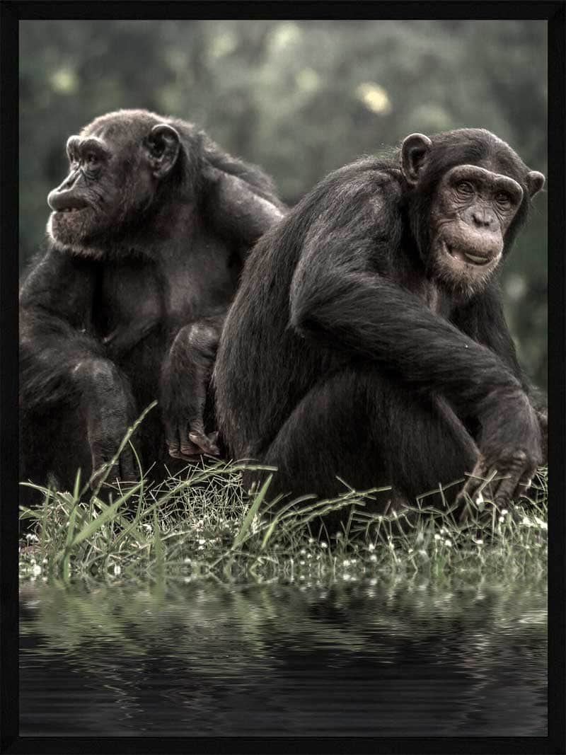 To Chimpanser   Skov