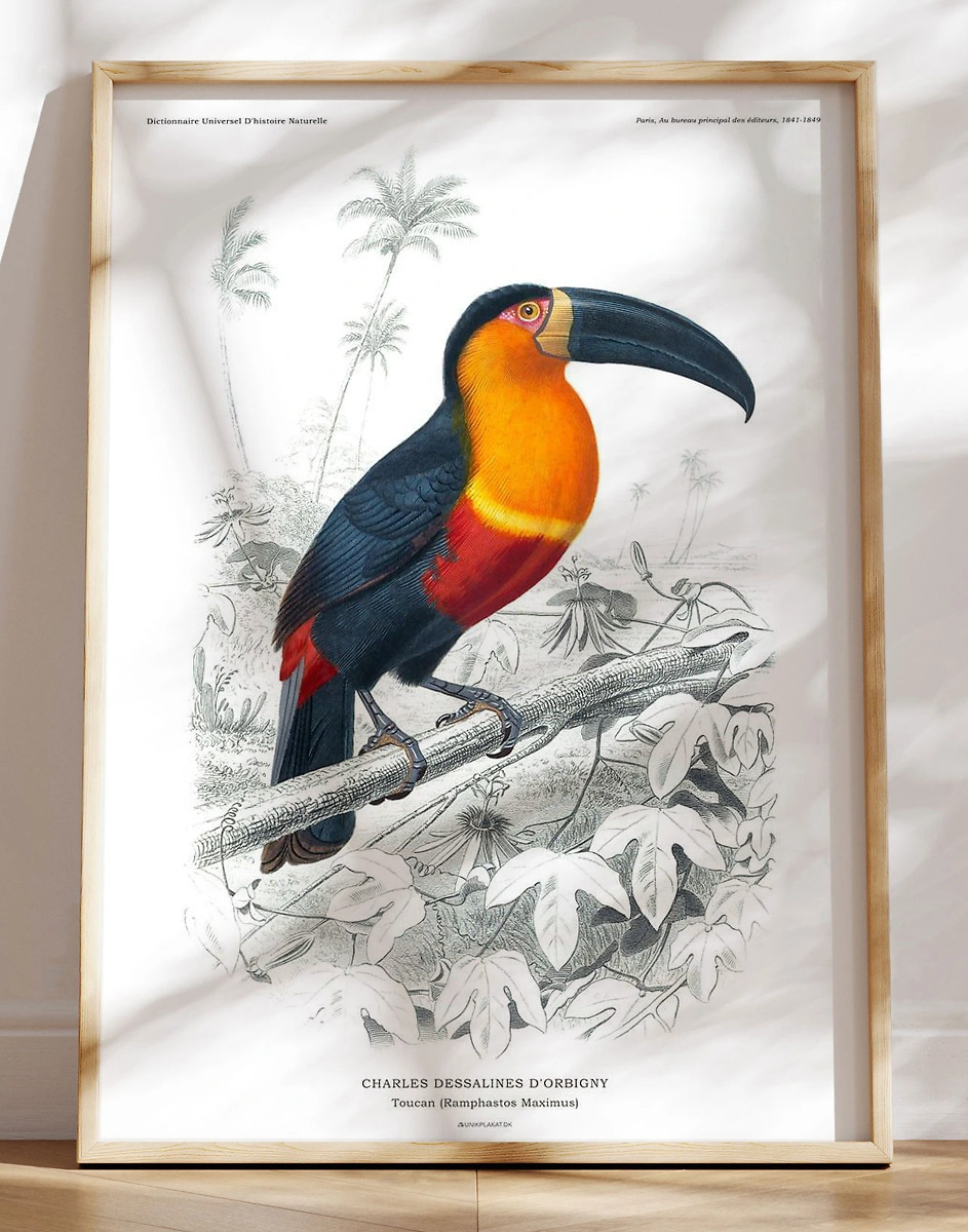 Tucan Plakat Charles Dessalines Retroplakat