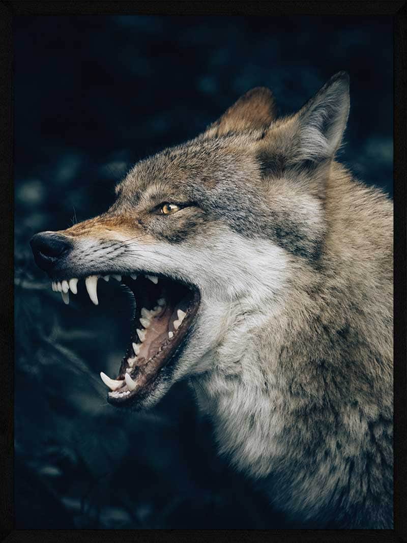 Ulv   Skov Plakat