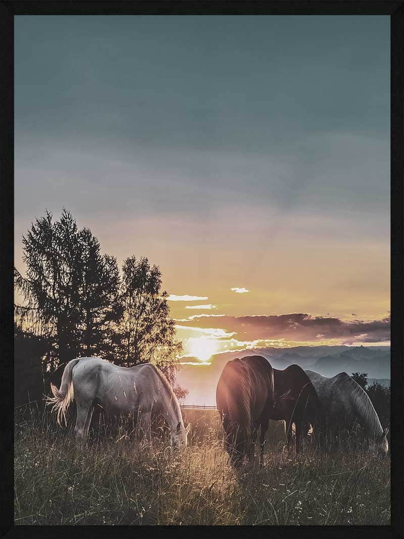 Heste Plakat Heste   Solnedgang