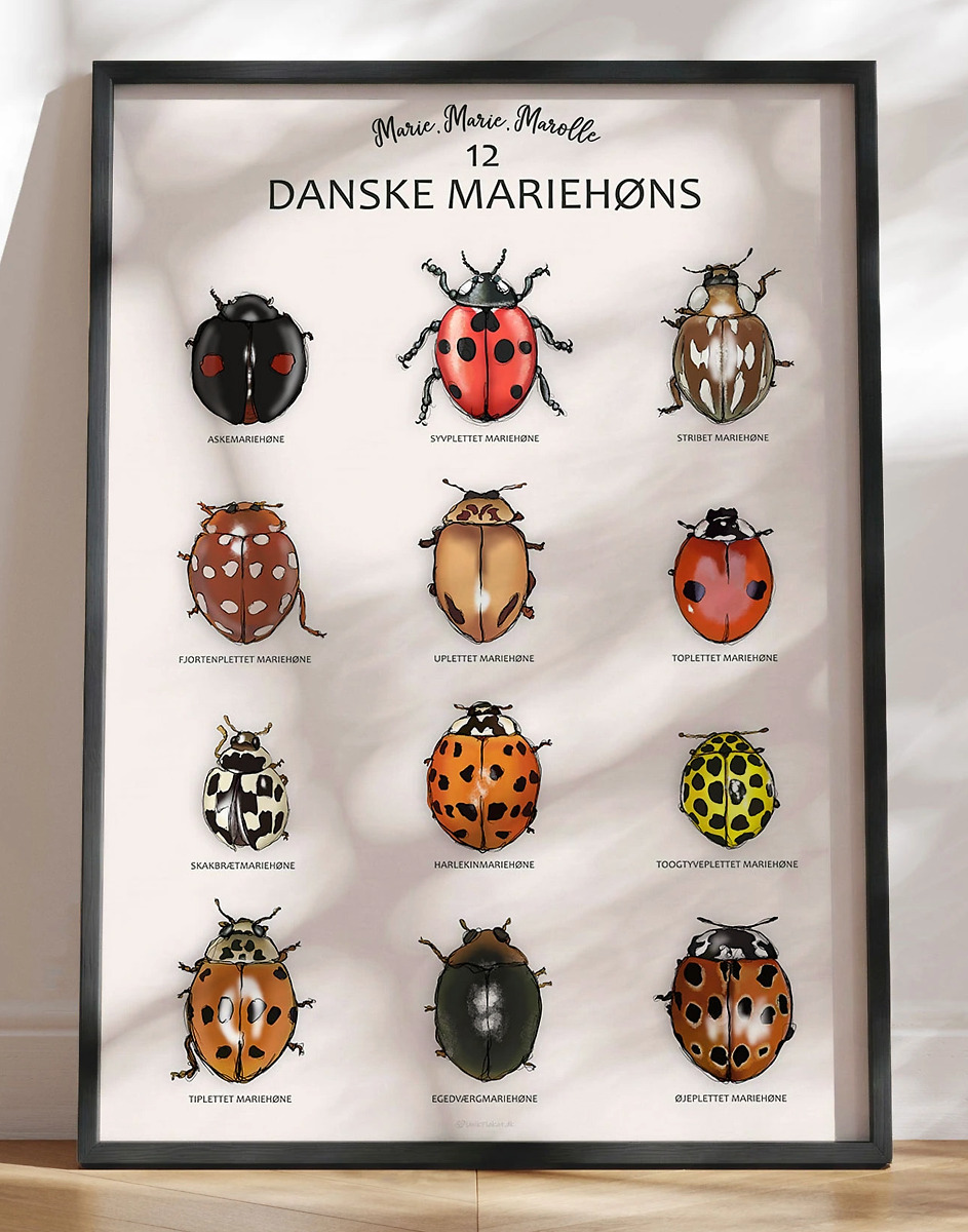 Mariehøne Plakat Sådan Ser 12 Af De Danske Mariehøns Ud