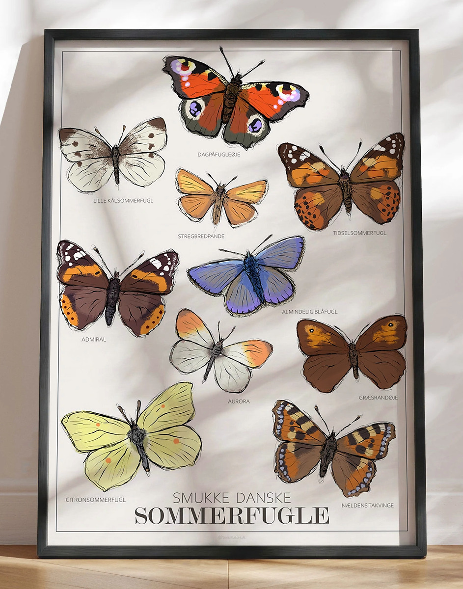 Plakat Med Sommerfugle 10 Almindelige Danske Sommerfugle